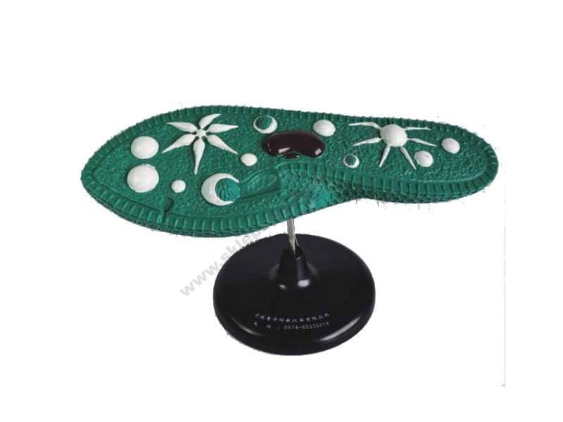 Model paramecija